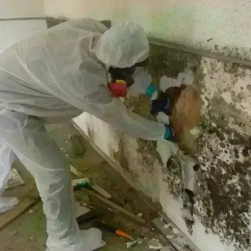 Mold Remediation and Removal in Bay Village, OH